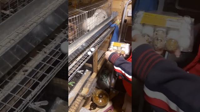 Сбор перепелиных яиц. В коментах напишите про что снять видео и какие вопросы расскрыть. смотреть онлайн