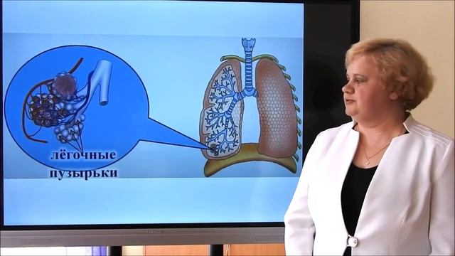 3 класс. Человек и мир. Дыхательная система смотреть онлайн