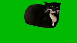 Футаж мемов 3 часть||мем:чёрно-белого кота ту ту ту