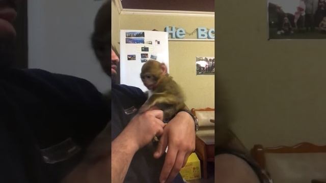 Марта Обезьянка чистит зубы. animals Monkey brushing his teeth - Monkey March | Animals смотреть онлайн