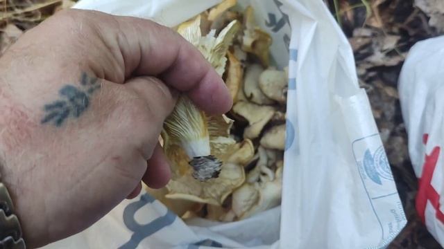 Грибы Лёгочная Вешенка в лесу Германии | Лёгочная Вешенка на Мариновку | В лес за съедобными грибам смотреть онлайн