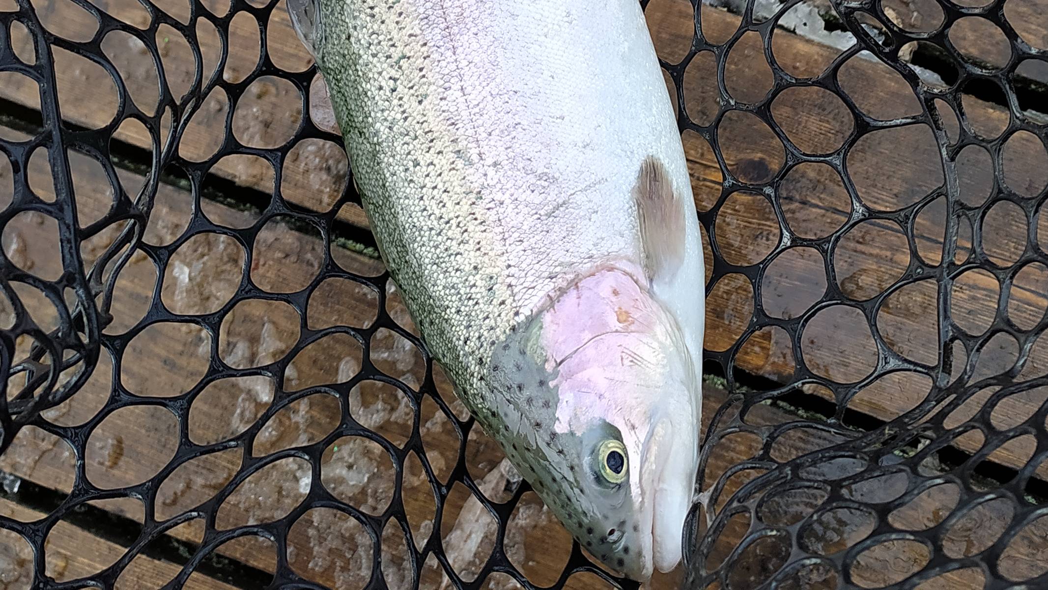 FISHERIX. ОТКРЫТИЕ ВЕСЕННЕГО ФОРЕЛЕВОГО СЕЗОНА 2023