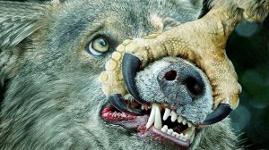 Самый Большой И Сильный Орел В Мире. Орел Против Волка, Лисы, Зайца, Змеи