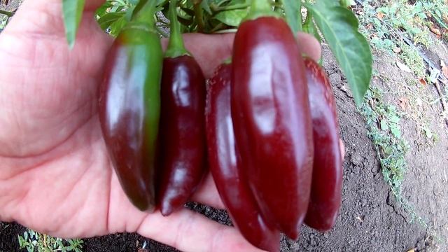 Строительная Галерея