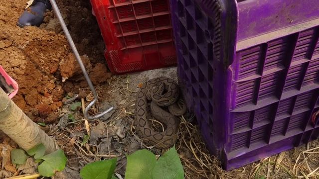 देखिए भारत देश का सबसे खतरनाक सांप, इसका काटा दर्दनाक मौत देगा Rescue Russell's viper snake смотреть онлайн