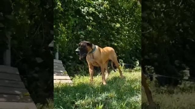 Палевый немецкий дог смотреть онлайн