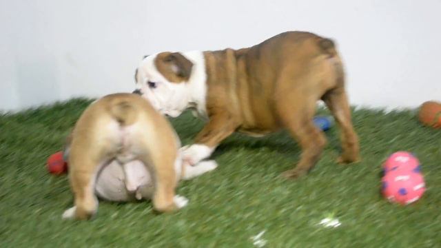 BULLCANES bulldog puppies for sale Lala - Winston смотреть онлайн