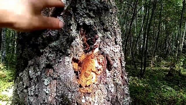 Собираю чагу по выбитым местам. Как быстро растёт чага.