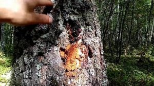 Собираю чагу по выбитым местам. Как быстро растёт чага.