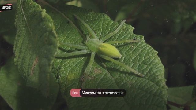 Беларусь, ачовсмысле? Малоизвестные твари страны ?♀️ смотреть онлайн