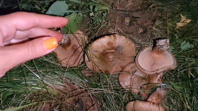 Какие грибы около дома. Мукбанг День ? рождения ? смотреть онлайн