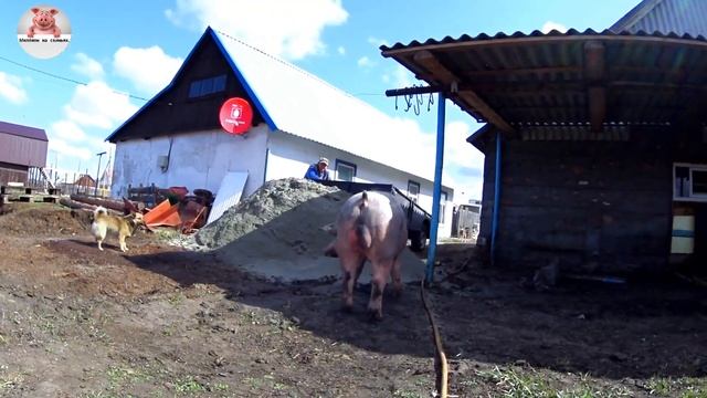 Хряк породы пьетрен , дюрок.Кто лучше? смотреть онлайн