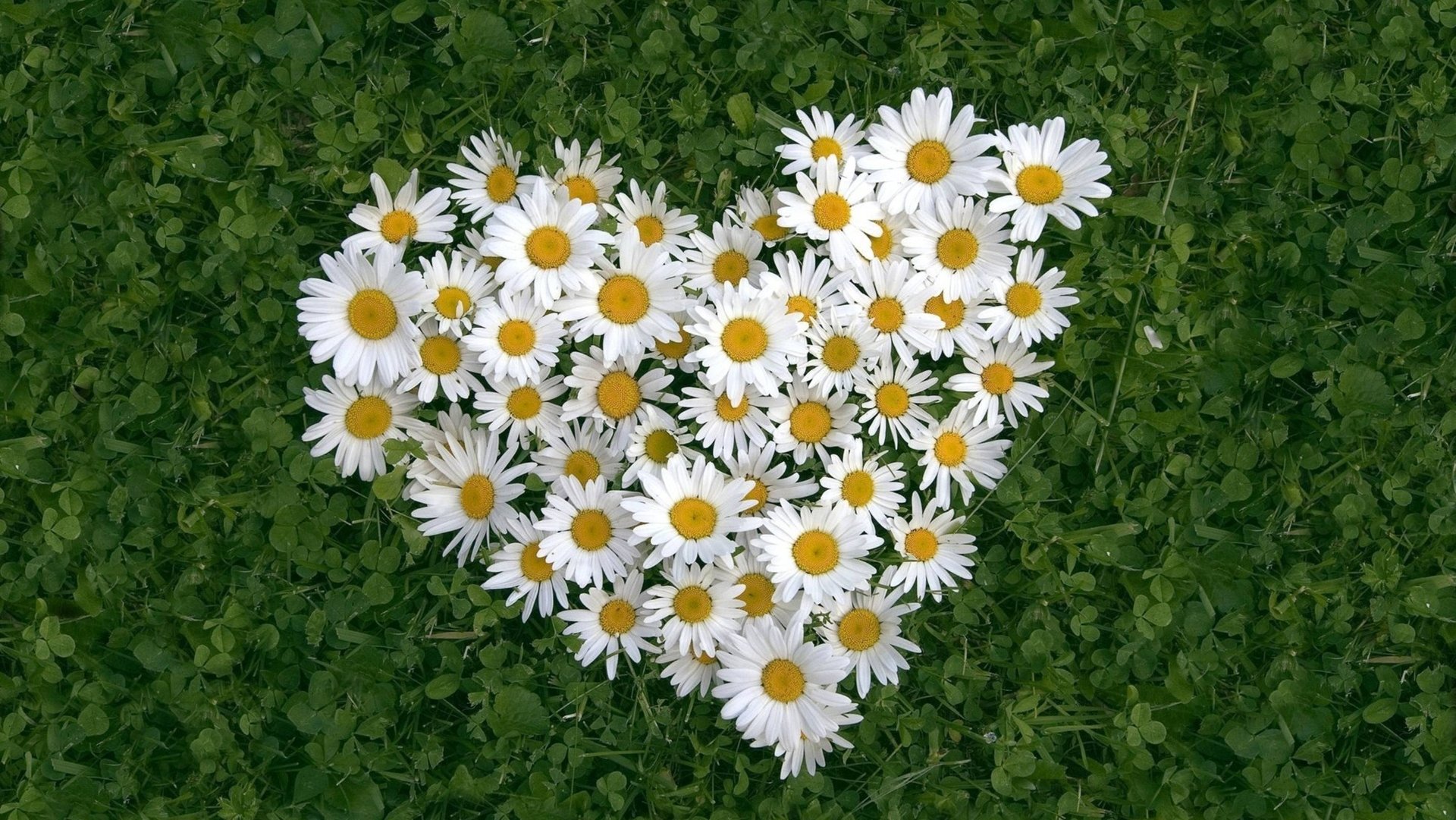 🌼Ромашка - Марина Девятова и Алексей Петрухин🌼 смотреть онлайн