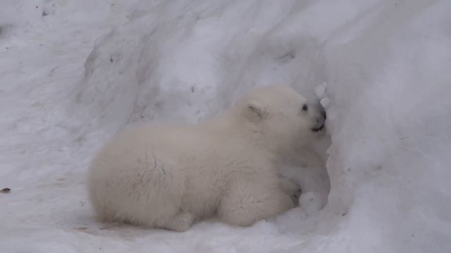 Мишка-малышка и Герда играют (2) 19.03.2016 смотреть онлайн