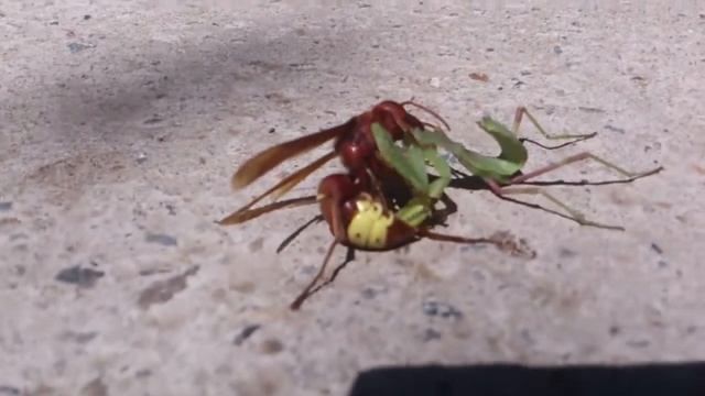 Красный шершень грызет богомола смотреть онлайн