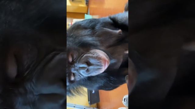 #shorts Шимпанзе смешно высмаркивается смотреть онлайн