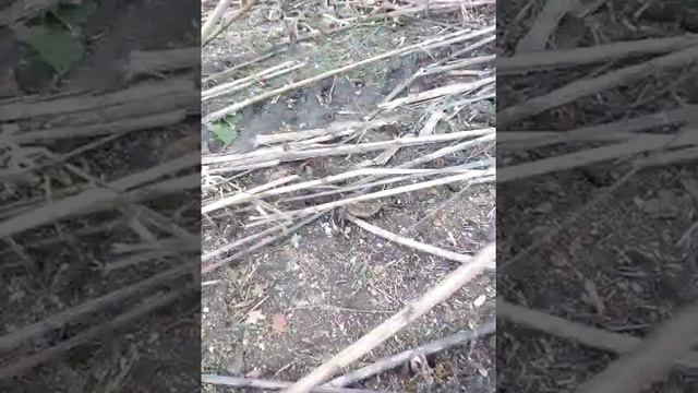 Збір соняшнику на олію. смотреть онлайн