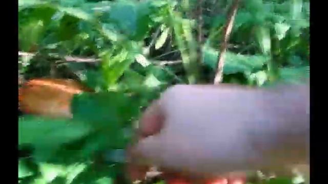 Как правильно собирать грибы.avi смотреть онлайн