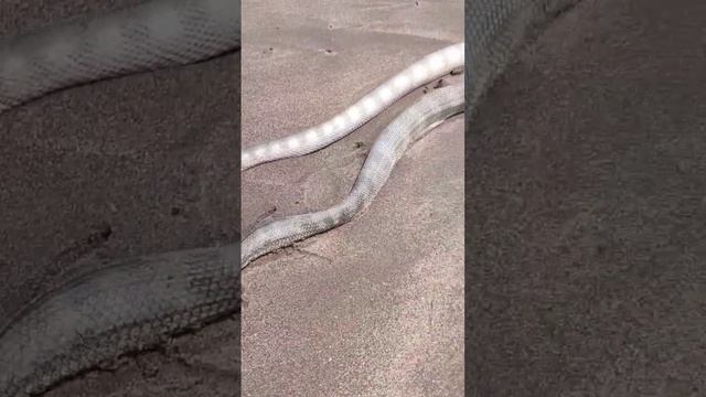 Морская Змея #шортс #snake смотреть онлайн