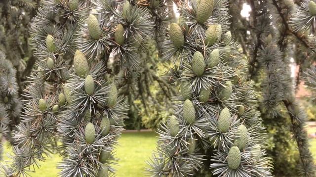 Blue Atlas cedar (Cedrus atlantica Glauca) - young cones - July 2017 смотреть онлайн