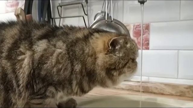 Кот пьёт воду. смотреть онлайн