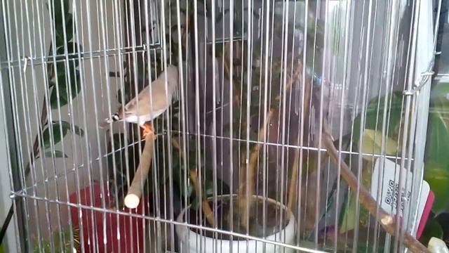 Птичка амадин! - Bird finches! смотреть онлайн