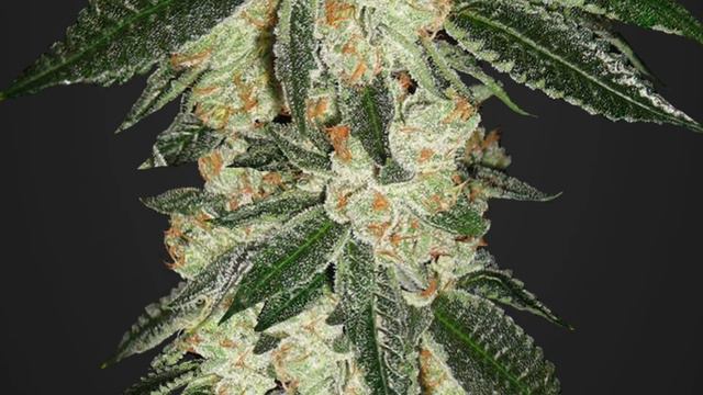 Top 5 Sativa Strains! смотреть онлайн