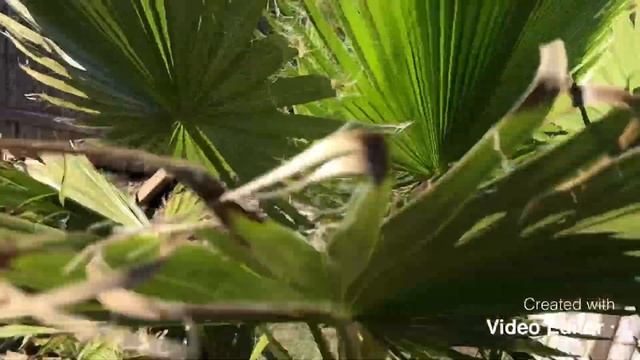 Washingtonia robusta in Canada after winter смотреть онлайн