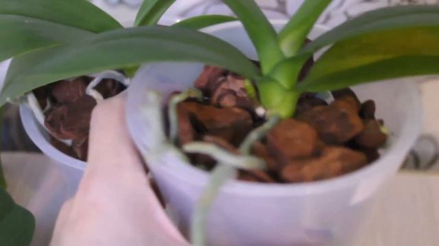 Обзор азиатских подростков, купленных в этом году смотреть онлайн