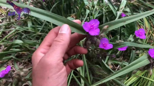 TRADESCANTIA HYBRIDS EPISODE SIXTY смотреть онлайн