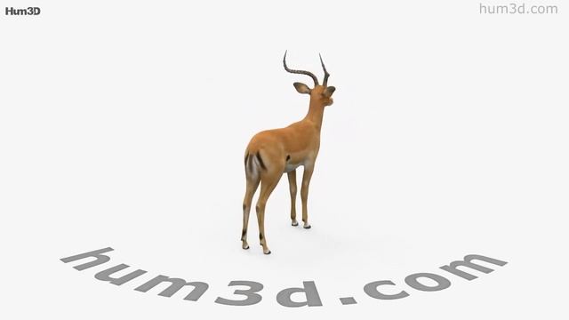 Impala HD 3D model by Hum3D.com смотреть онлайн