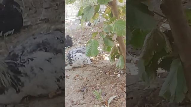 Как ухаживать хорошо за цыплятами отличный способ смотреть онлайн