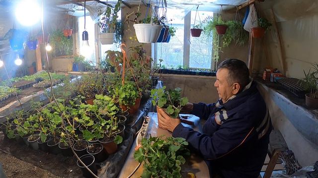 Пеларгония. В каких Условиях зимует лучше. смотреть онлайн