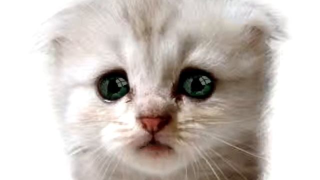 me(the cat) singing romans revenge (only nikis part) смотреть онлайн