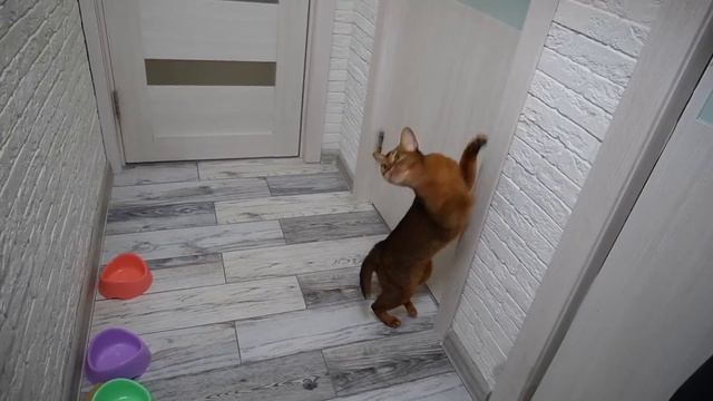 24 ЧАСА ПОДПИСЧИКИ УПРАВЛЯЮТ МОИМИ КОТАМИ | БИЛЛИ, КЕВИН, АРИЕЛА И СЛАДУН ВЫПОЛНЯЮТ ЗАДАНИЯ