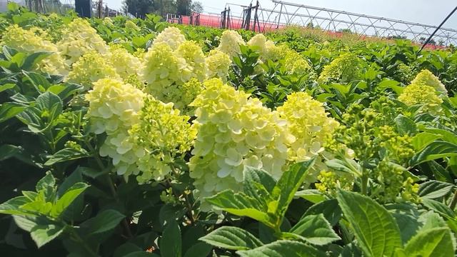Hydrangea pan Little Lime Punch® at Prides Corner Farms смотреть онлайн