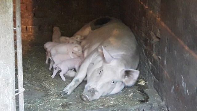 Кормление маленьких поросят смотреть онлайн