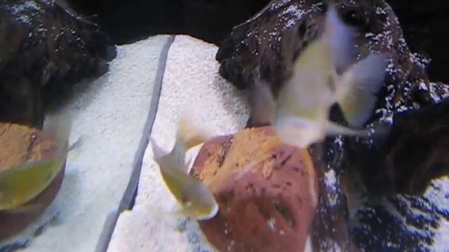 my Geophagus taeniopareius breeding смотреть онлайн