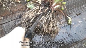 Размножение примулы: основные способы и примеры в домашних условиях