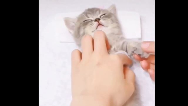 Релакс Котенок в СПА САЛОНЕ Relax SPA Кот релаксирует Массаж смотреть онлайн