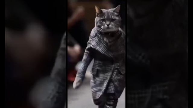 Коты стиляги