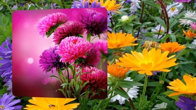 Астры красивое слайд-шоу для души Любимые цветы августа смотреть онлайн
