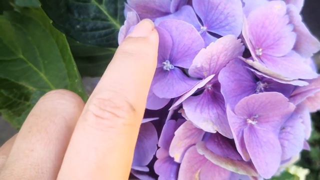 【赏花】白色重瓣绣球婚纱绣球（hydrangea wedding gown）真美啊 смотреть онлайн