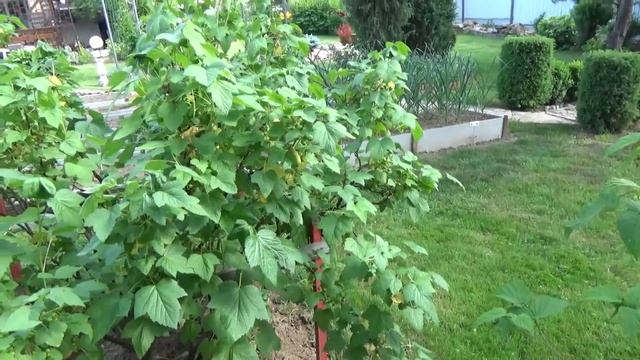 ЖЕЛТЫЕ листья на ЧЕРНОЙ смородине в начале лета. ПРИЧИНЫ Том загорает смотреть онлайн