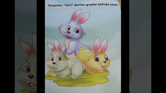 Знакомимся с животными на турецком / КРОЛИК Часть 1