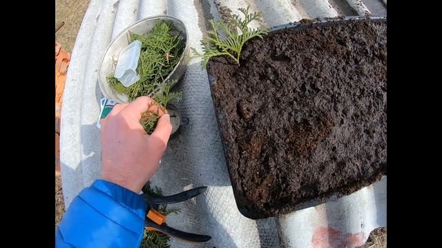 ЧЕРЕНКОВАНИЕ ТУИ смотреть онлайн