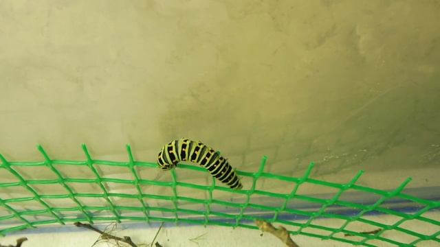 ГУСЕНИЦА БАБОЧКИ - МАХАОН - СТРАННОЕ ПОВЕДЕНИЕ ( ПИТОМНИК "МАРИ МИСТИК" ) смотреть онлайн