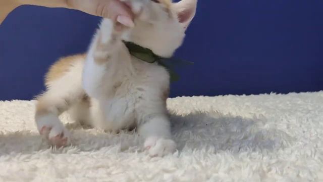 Котик Эрик просто обожает нежности и кусь❤️❤️❤️ Питомник Kalistofius Cats 🐱 смотреть онлайн