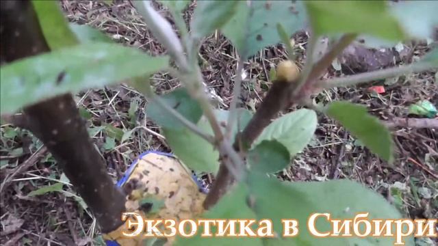 ??? Прививка яблони на дичку ??? смотреть онлайн