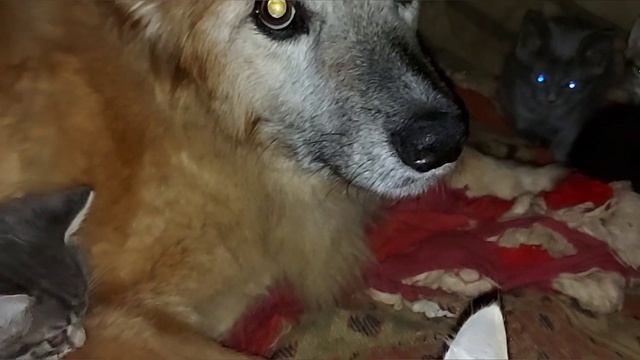 Приёмный котёнок у собаки нашёл новую семью! смотреть онлайн